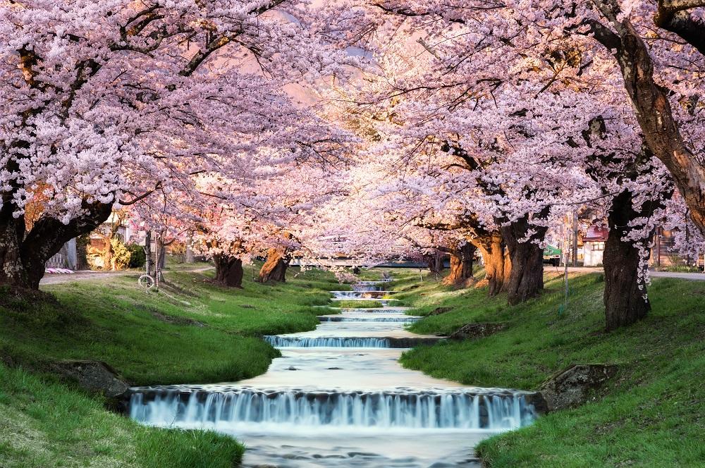 651 Cherry Blossom Viewing Spots